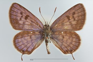 Vorschaubild Tarucus balkanicus ab. clorinda Verity, 1938